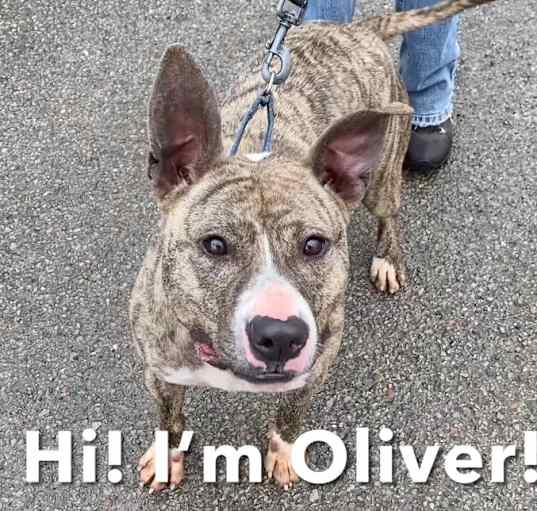 Photo of Oliver