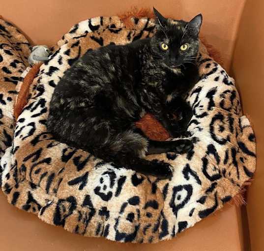Photo of Phoenix