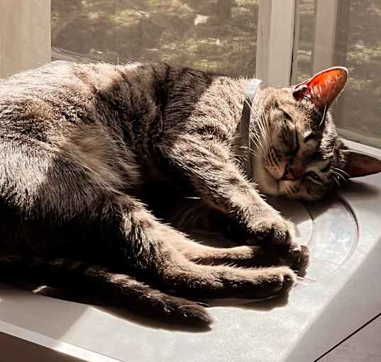 Photo of MOWGLI