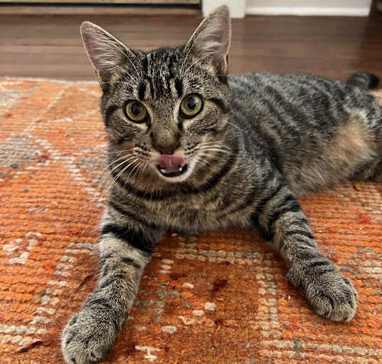 Photo of STRIPES