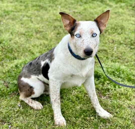 Photo of Bo #2