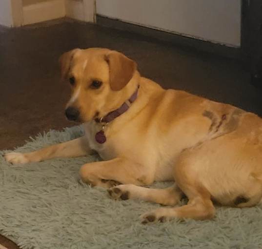 Photo of Lola