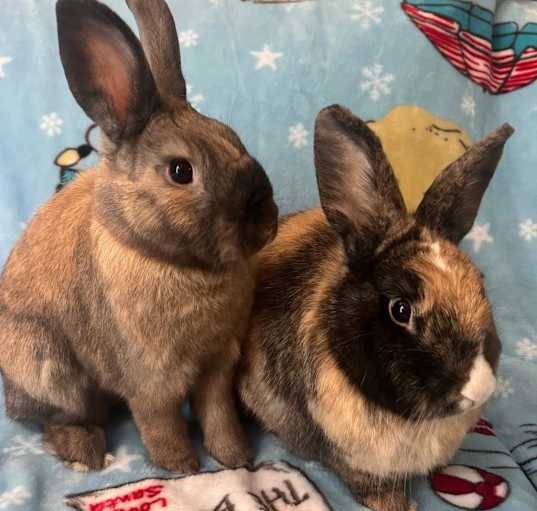 Photo of Latte and Cinnabun