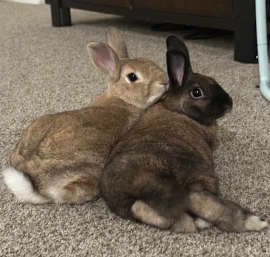 Photo of Walnut and Pecan