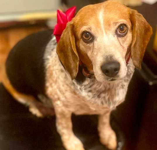 Photo of Penny