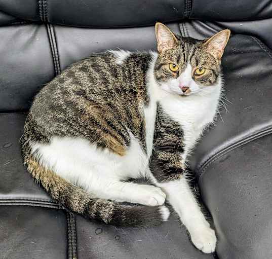 Photo of Mulligan