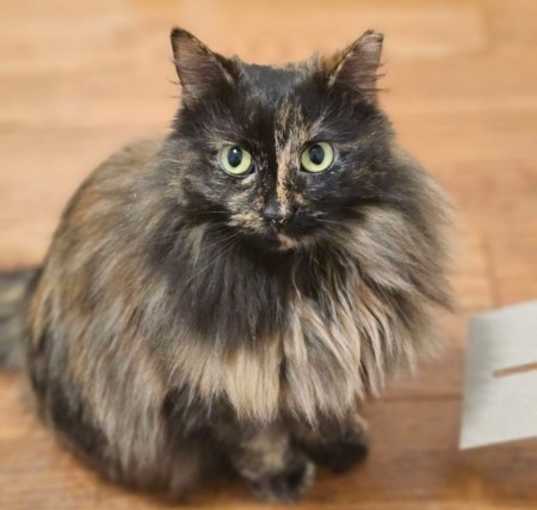 Photo of Brioche
