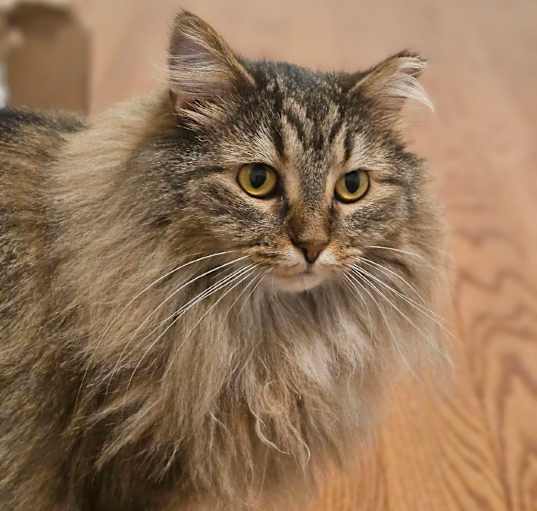 Photo of Baguette