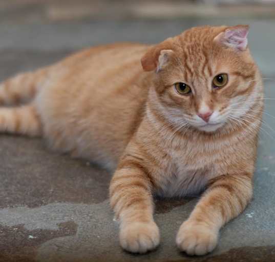 Photo of Thor