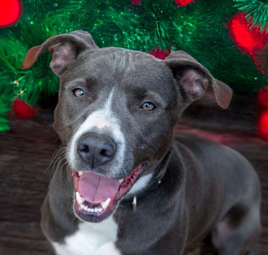 Photo of Buddy