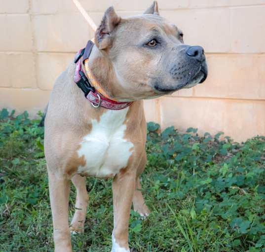 Photo of Cocopotamus