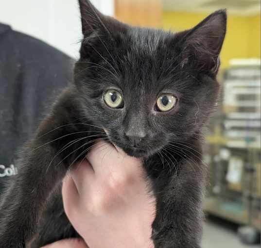 Photo of Jingle