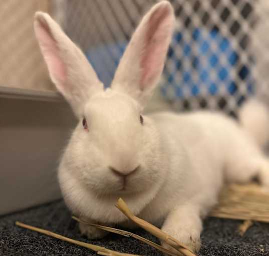 Photo of Sugar