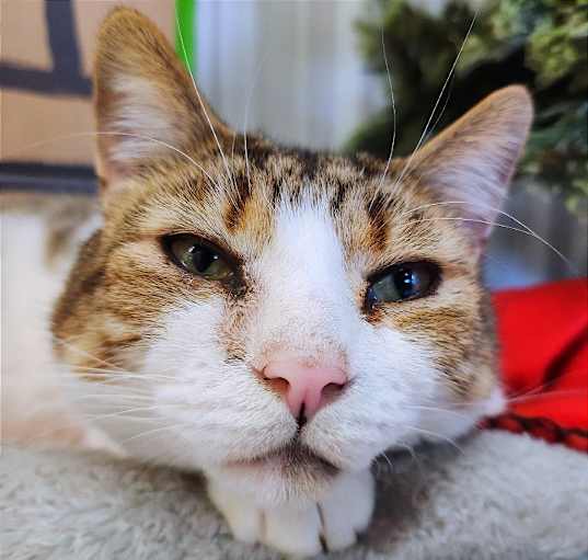 Photo of O'Malley