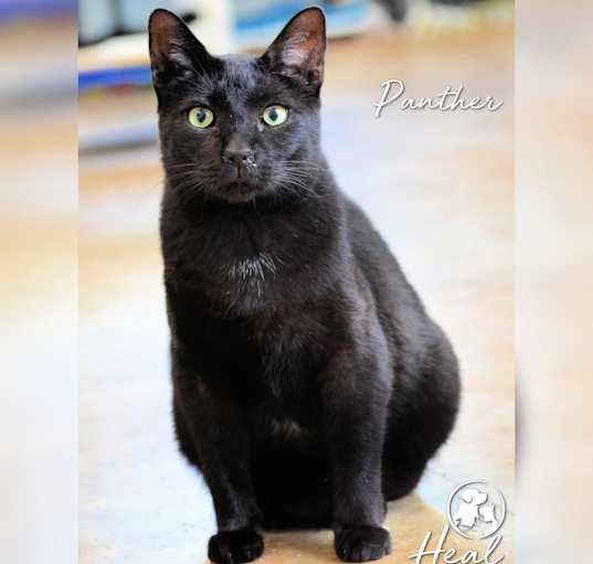 Photo of Panther