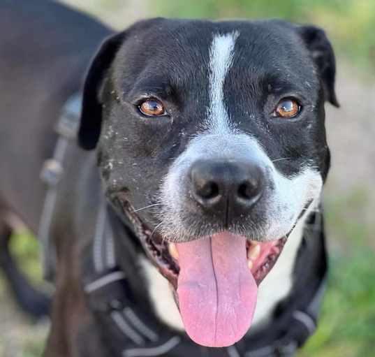 Photo of Hugo