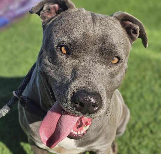 Photo of Blue