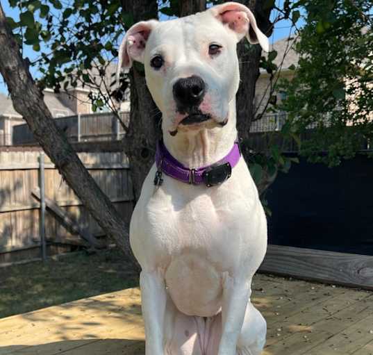 Photo of Luna