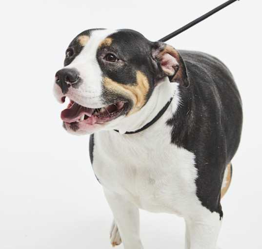 Photo of Darla