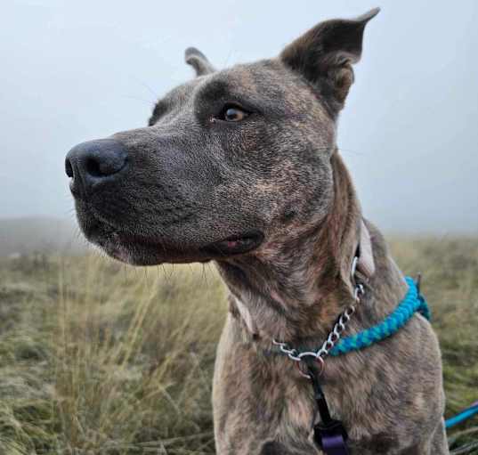Photo of Layla / Drama/Layla