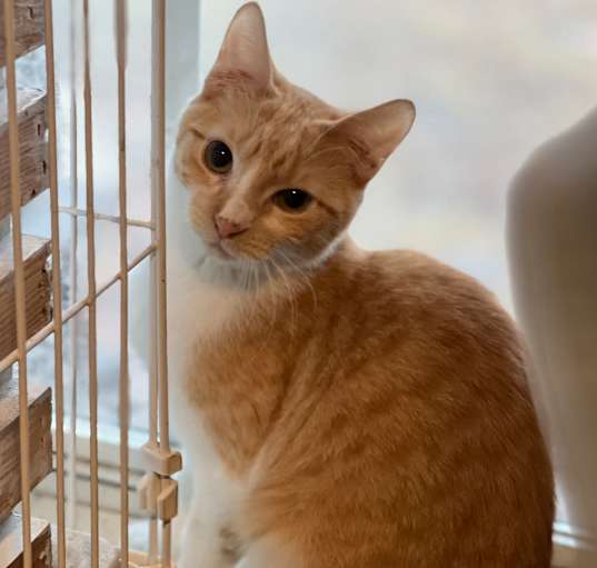 Photo of Bianca - Shy