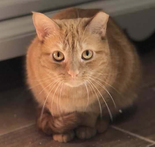 Photo of Scarlett - Shy