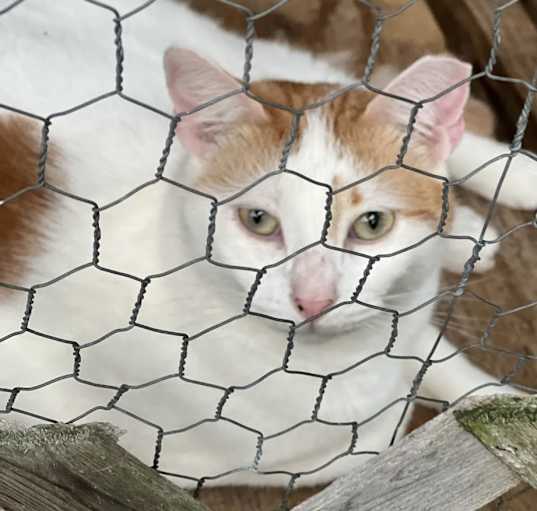 Photo of Mark Twain - Indoor Only Working Cat