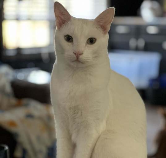 Photo of Ghost