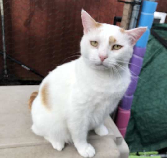 Photo of Buddy - FIV+