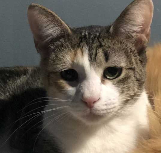 Photo of Kiki - Shy