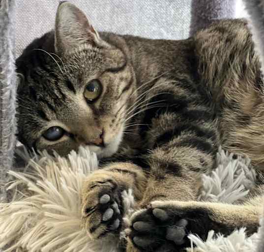 Photo of Queso - Shy