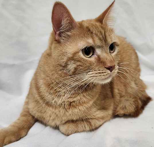 Photo of Hobbes