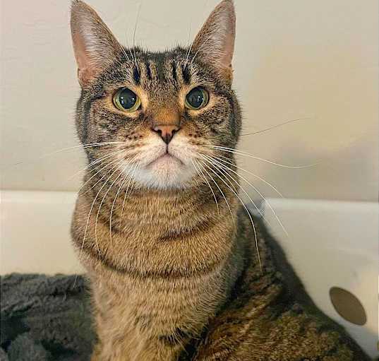 Photo of Wren