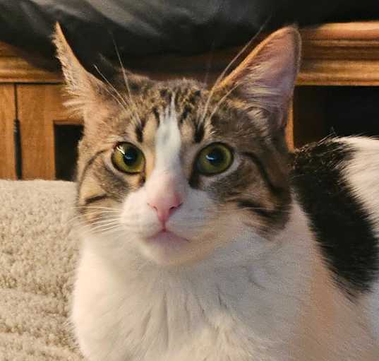 Photo of Pippin 2