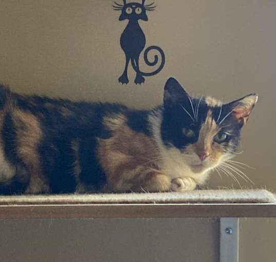 Photo of Pixie (mom)