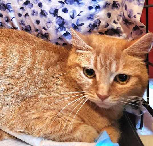 Photo of Scarlet