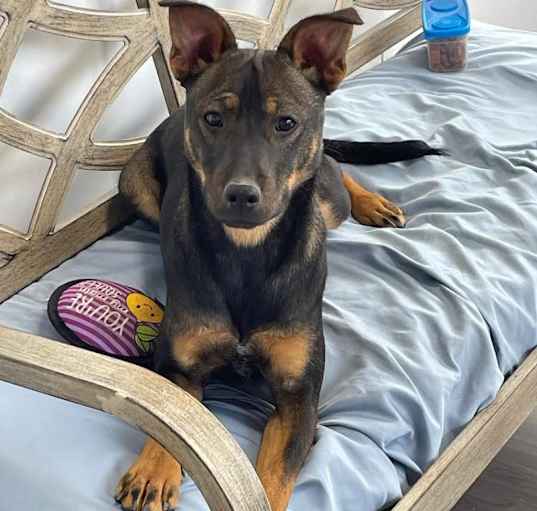 Photo of Ryker