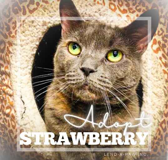 Photo of Strawberry