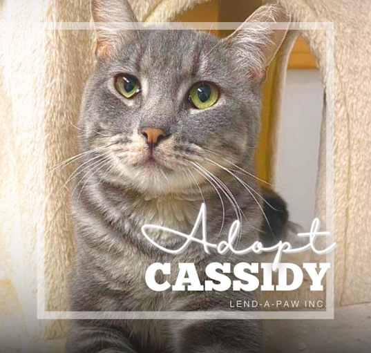 Photo of Cassidy