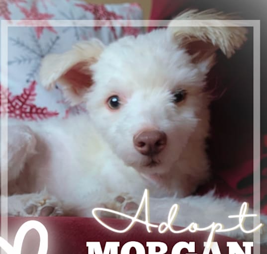Photo of Morgan