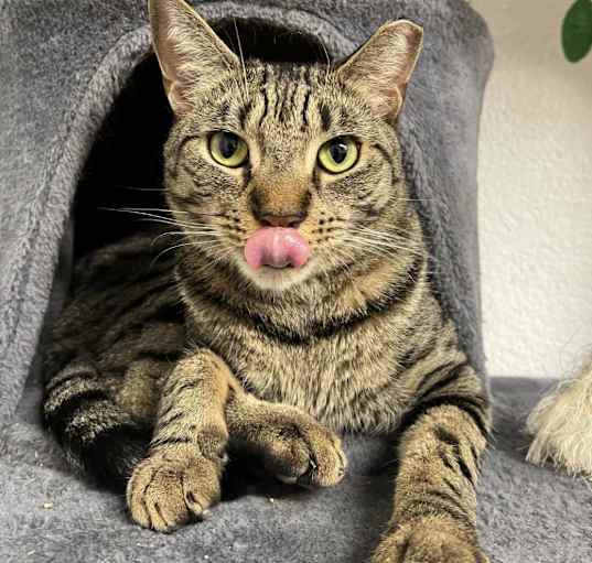 Photo of Oliver