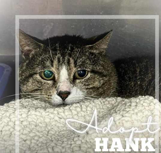 Photo of Hank