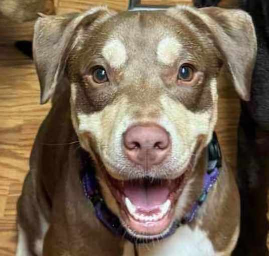 Photo of Maple