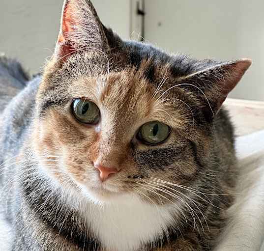 Photo of Poppy the cat 