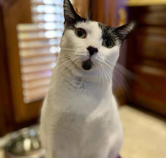Photo of Domino