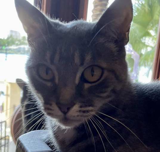Photo of Dahlia