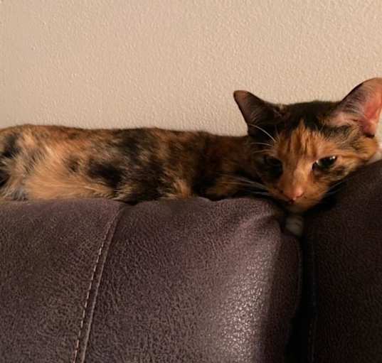 Photo of Dolly