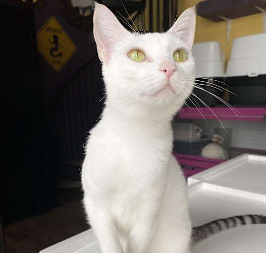 Photo of Bella