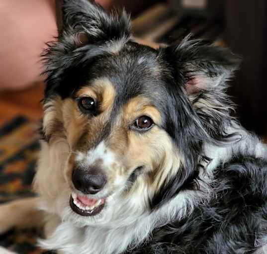 Photo of Allie