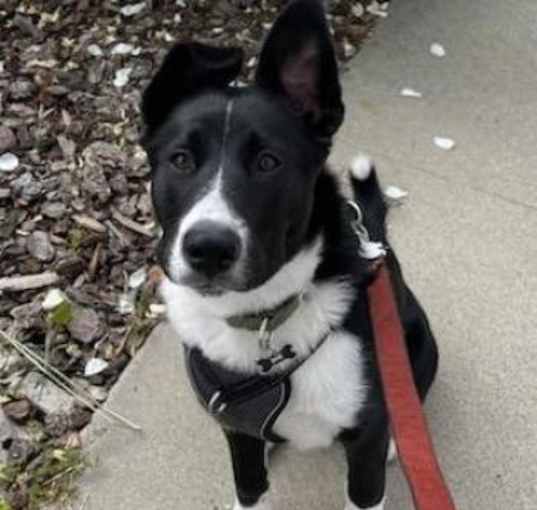 Photo of Shadow